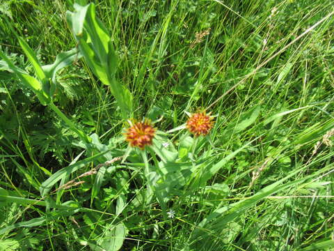 Image of Tragopogon sibiricus Ganesh.