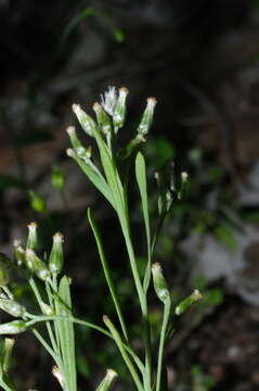 Image of Rhodanthe laevis (A. Gray) P. G. Wilson