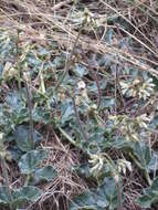 Image of Matelea pedunculata (Decne.) R. E. Woodson