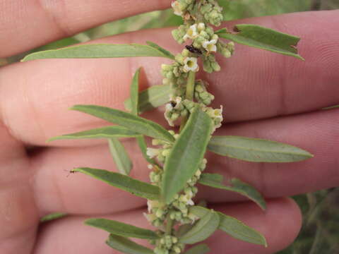 Image of Aloysia polystachya (Griseb.) Moldenke