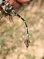 Image of Five-striped Leaftail