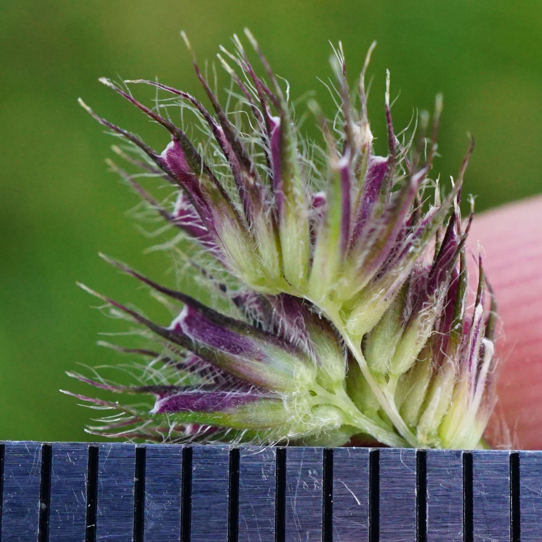 Image of Phleum alpinum subsp. rhaeticum Humphries