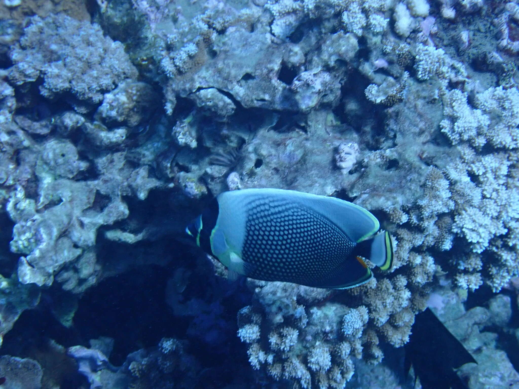 Image of Black Butterflyfish