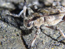 Image of Acanthocinus griseus (Fabricius 1793)