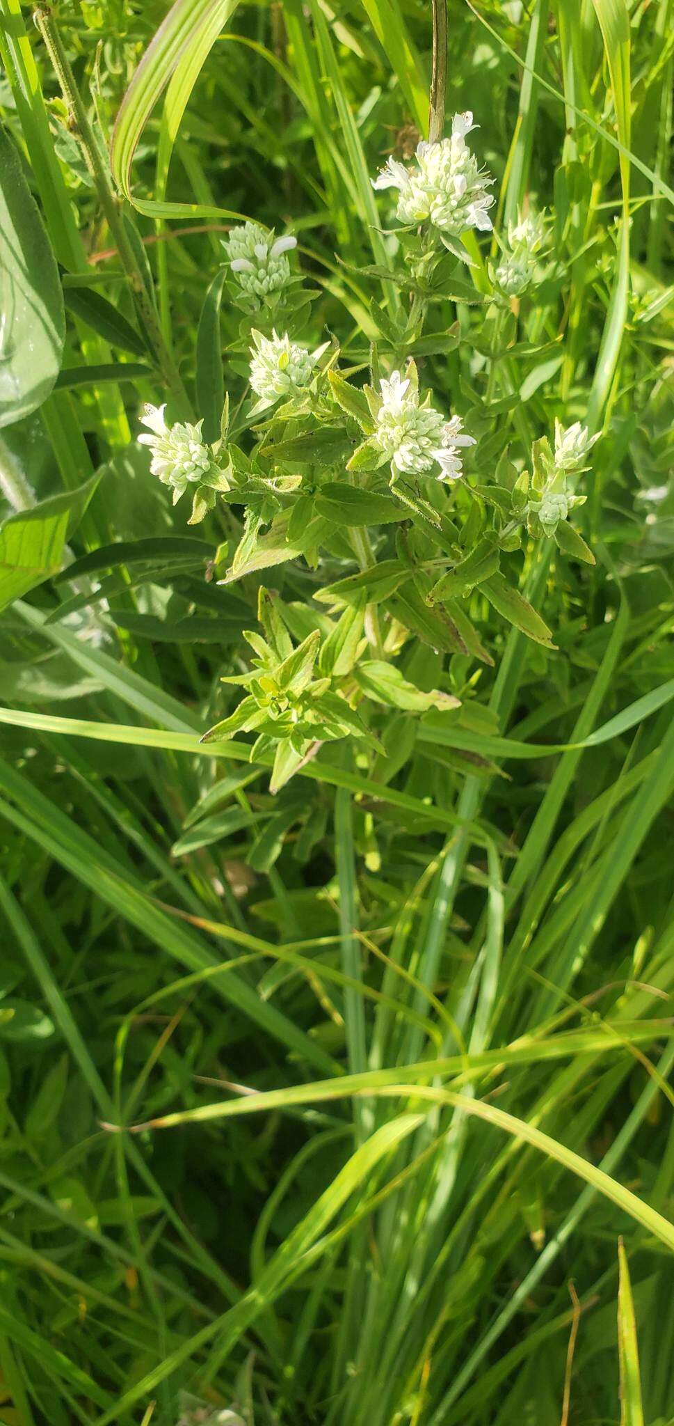 Imagem de Pycnanthemum verticillatum var. pilosum (Nutt.) Cooperr.