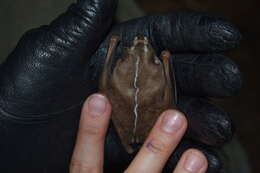 Image of Heller's Broad-nosed Bat