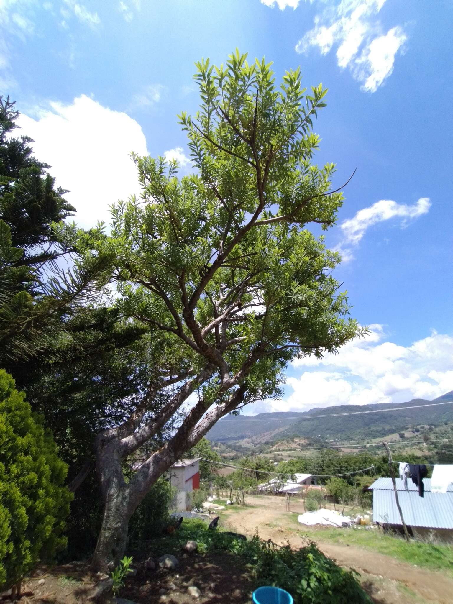 Image of Euphorbia tanquahuete Sessé & Moc.