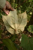 Image of Pterospermum diversifolium Bl.