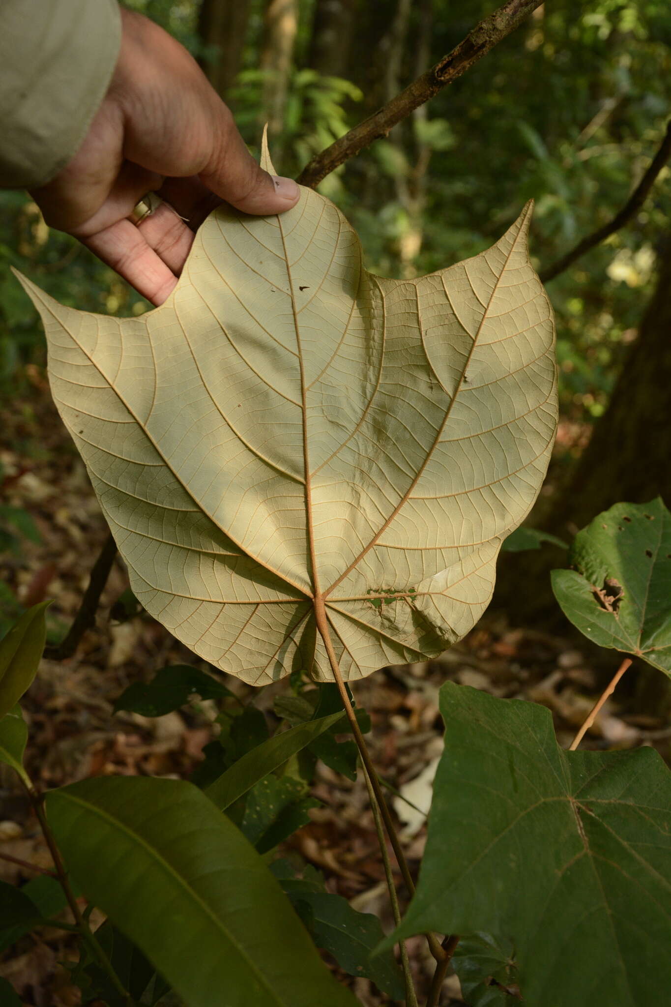 Image of Pterospermum diversifolium Bl.