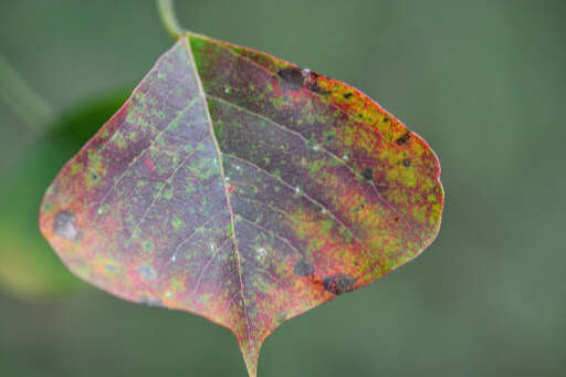 Image of Chinese tallow