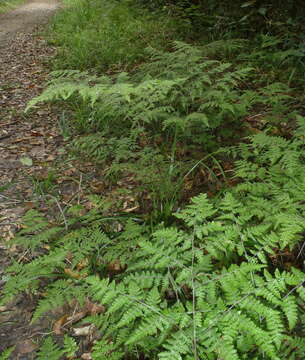 Image of Cheilanthes bergiana Schltdl.