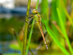 Image of Vagrant Emperor Dragonfly