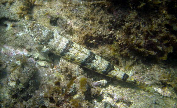 Image of Variegated lizardfish