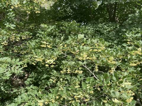 Image of Tilia dasystyla subsp. multiflora (Ledeb.) Pigott