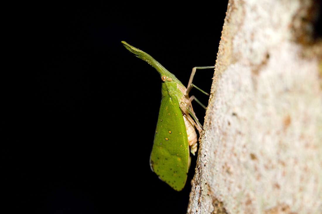 Image of Pyrops cultellata (Walker 1857)