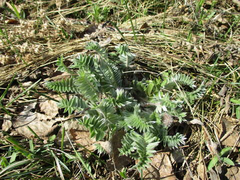 Image de Oxytropis strobilacea Bunge