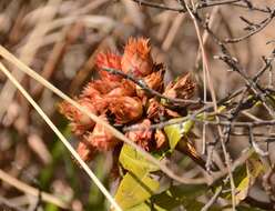 Image of Ochna natalitia (Meissn.) Walp.