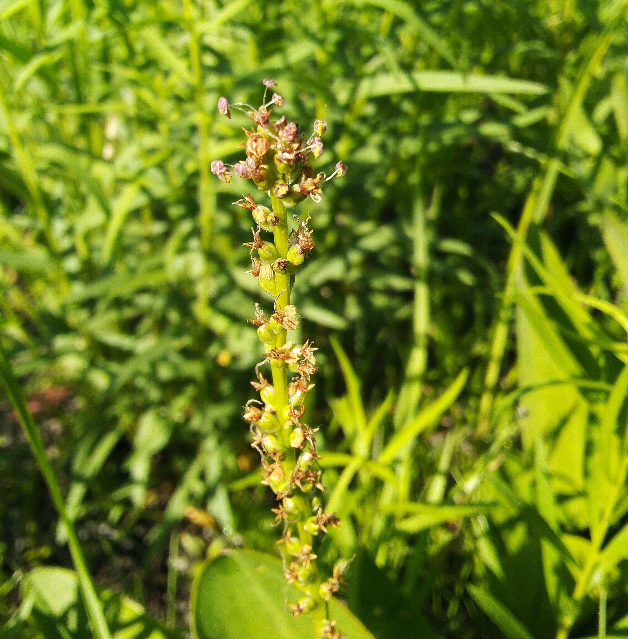 Imagem de Plantago cornuti Gouan