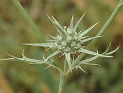 Image de Eryngium aristulatum Jepson