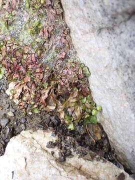 Image of Lindenberg's asterella