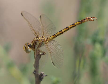 Imagem de Crenigomphus kavangoensis Suhling & Marais 2010