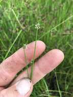 Слика од Isolepis costata Hochst. ex A. Rich.