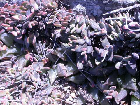 Image of Haworthia mirabilis (Haw.) Haw.