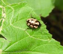 Image of <i>Calligrapha ancoralis</i>