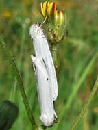 Image of <i>Coscinia chrysocephala</i>