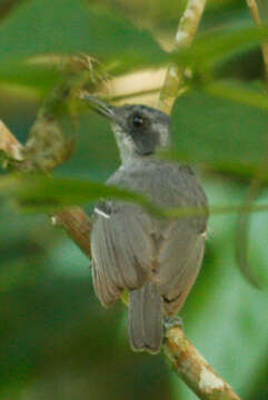 Image of Plain Antvireo