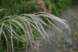 Image of Wild Sugar-Cane