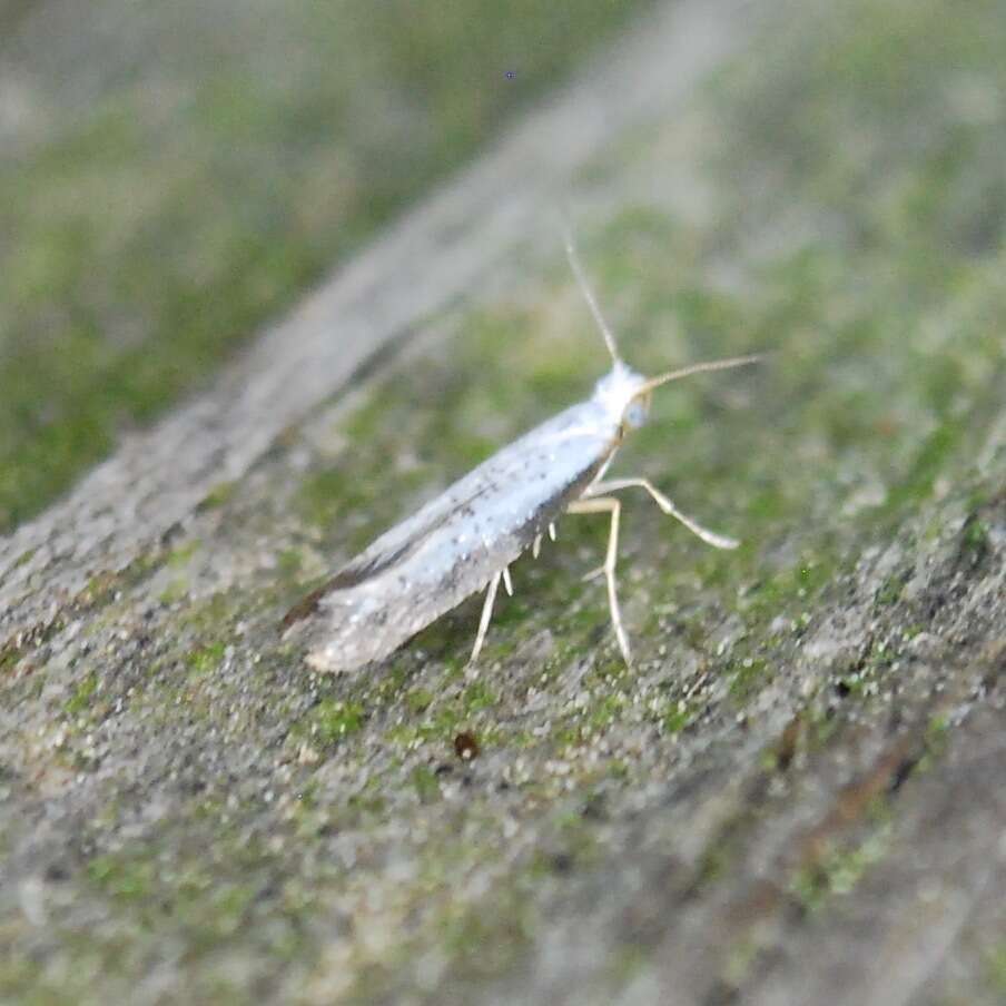 Image of Speckled Argyresthia