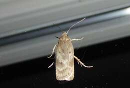 Image of Phaeosaces apocrypta