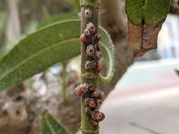 Image of Scale insect