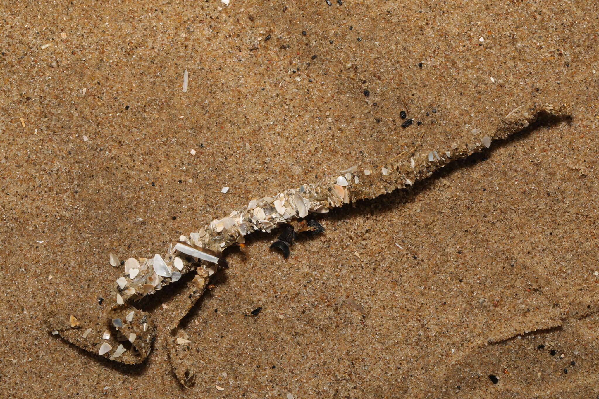 Image of sandmason worm or sand mason worm