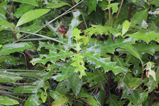 Image de Acanthus ebracteatus M. Vahl