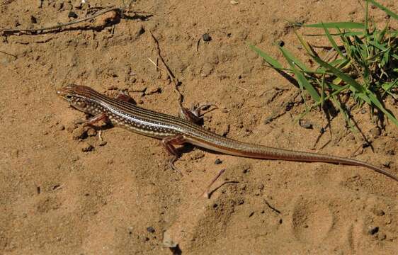 Image of Stout Ctenotus