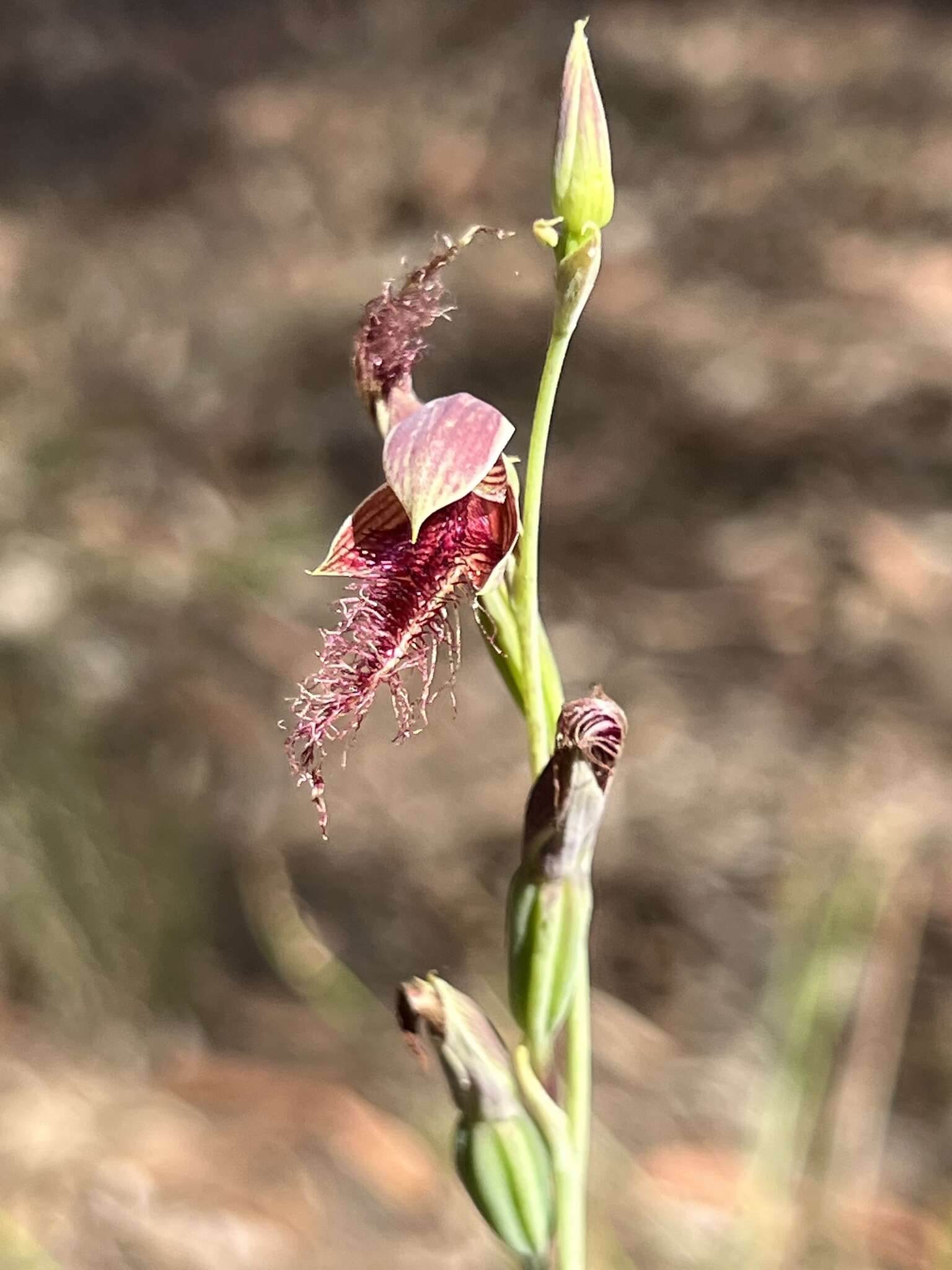 Imagem de Calochilus gracillimus Rupp