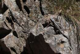 Image of Lang's Crag Lizard