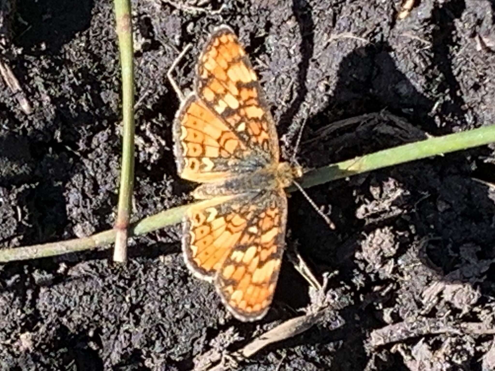 Image of Phyciodes pulchella montana (Behr 1863)