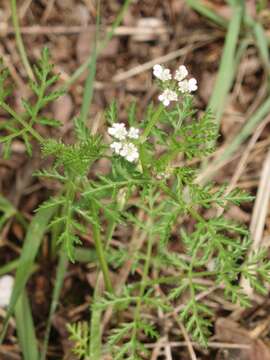 Image of bur parsley