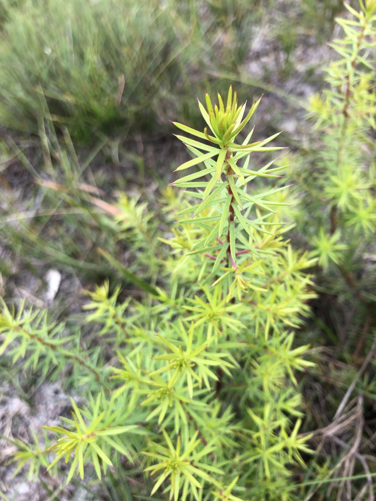 Imagem de Persoonia juniperina Labill.