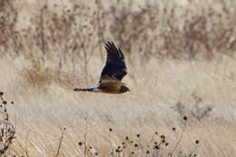 Image of Northern Harrier