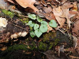 Image of southern woodland violet