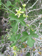 Image of Ibervillea lindheimeri (A. Gray) Greene