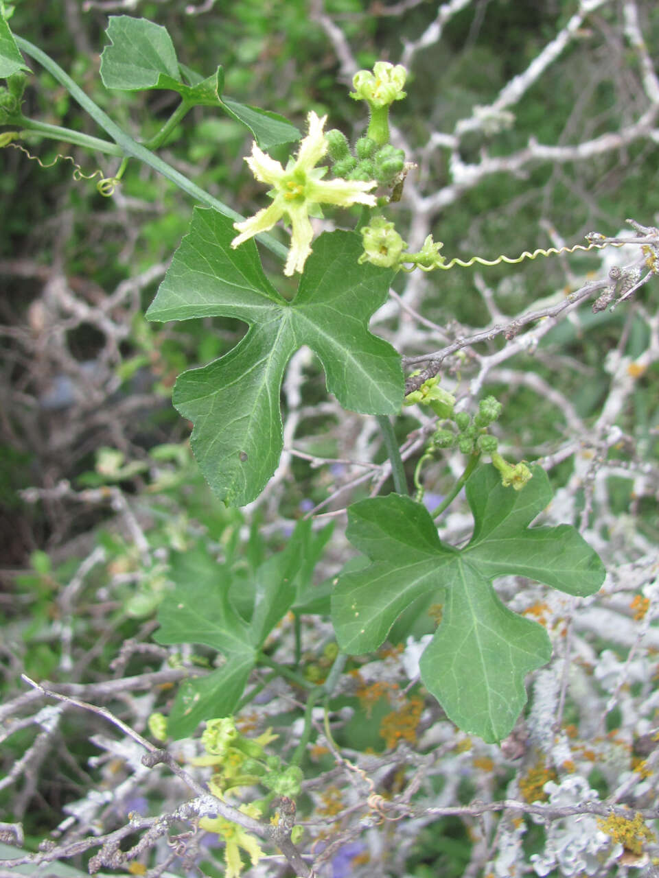 Image of Ibervillea lindheimeri (A. Gray) Greene