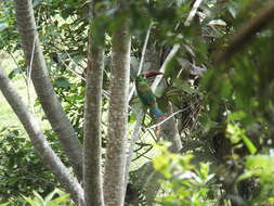 Image of Crimson-rumped Toucanet