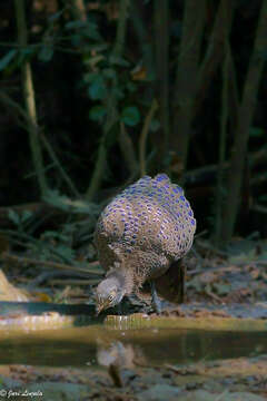 Image of Grey Peacock Pheasant