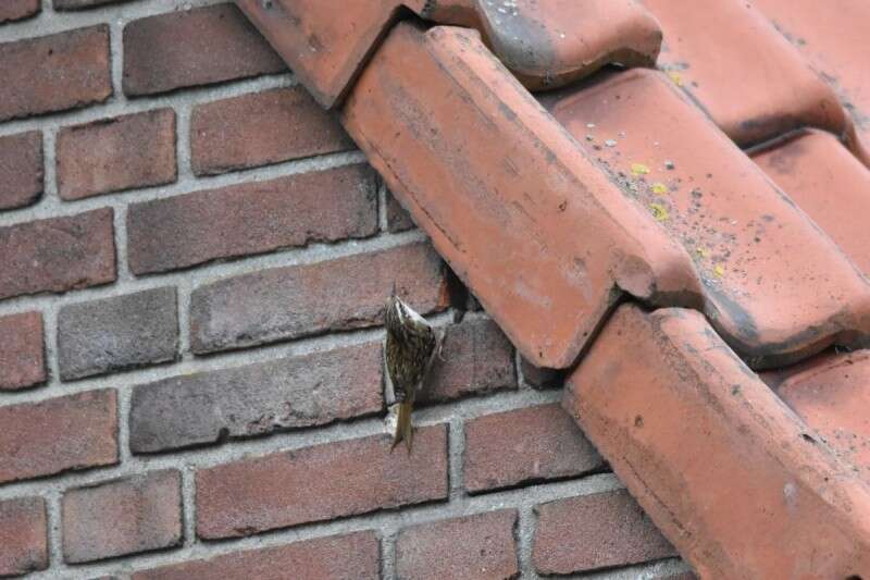 Image of Short-toed Treecreeper