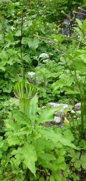 Image of Jacquemont's Cobra-Lily